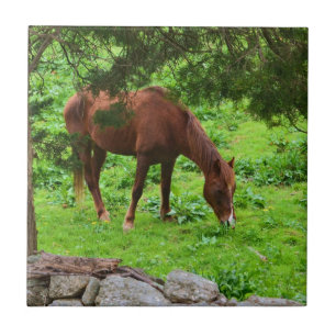 Horse Grazing Tile