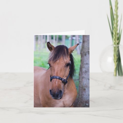 Horse Greeting card