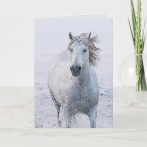 Horse Greeting Card _ White Horse Runs at Sunrise