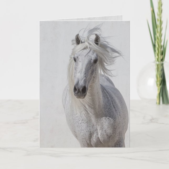 Horse Greeting Card - White Stallion Runs Up (Front)