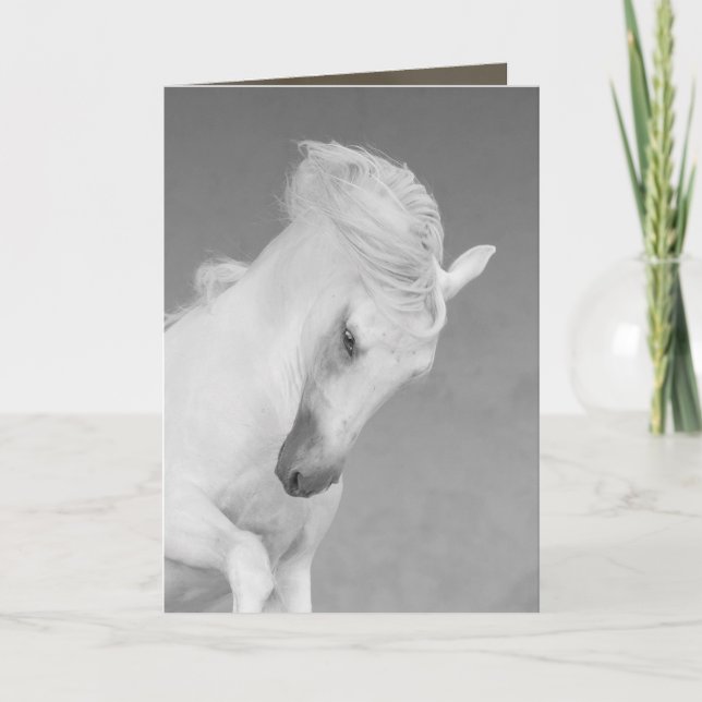 Horse Greeting Card - White Stallion Tosses Head (Front)