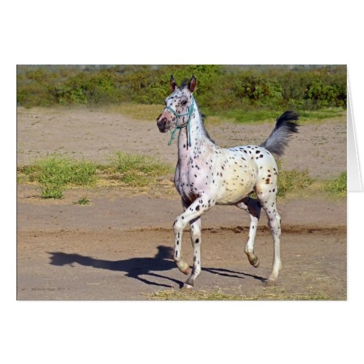 Horse greeting cards (Front Horizontal)