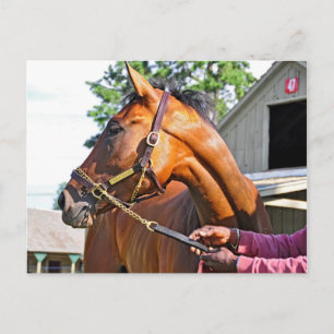 Horse Haven Barn #47 at Saratoga Postcard