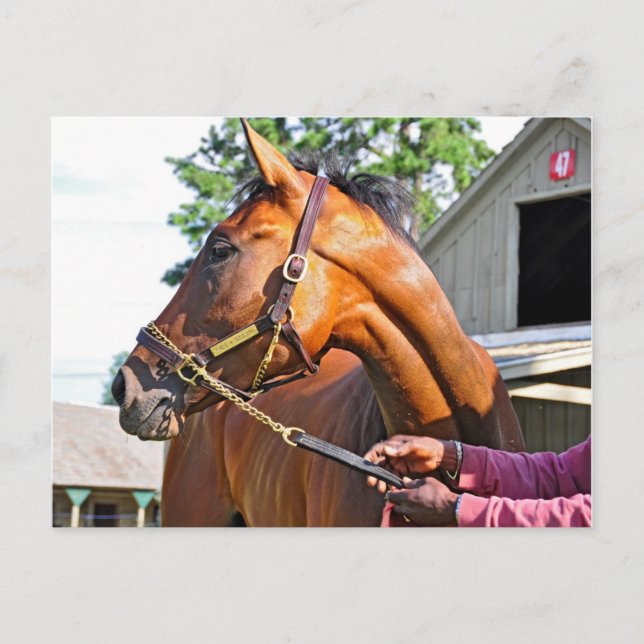 Horse Haven Barn  #47 at Saratoga Postcard (Front)