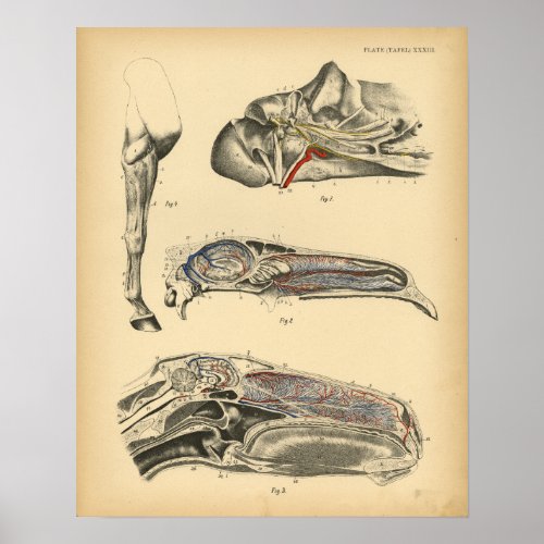 Horse Head Anatomy 1908 Vintage Print