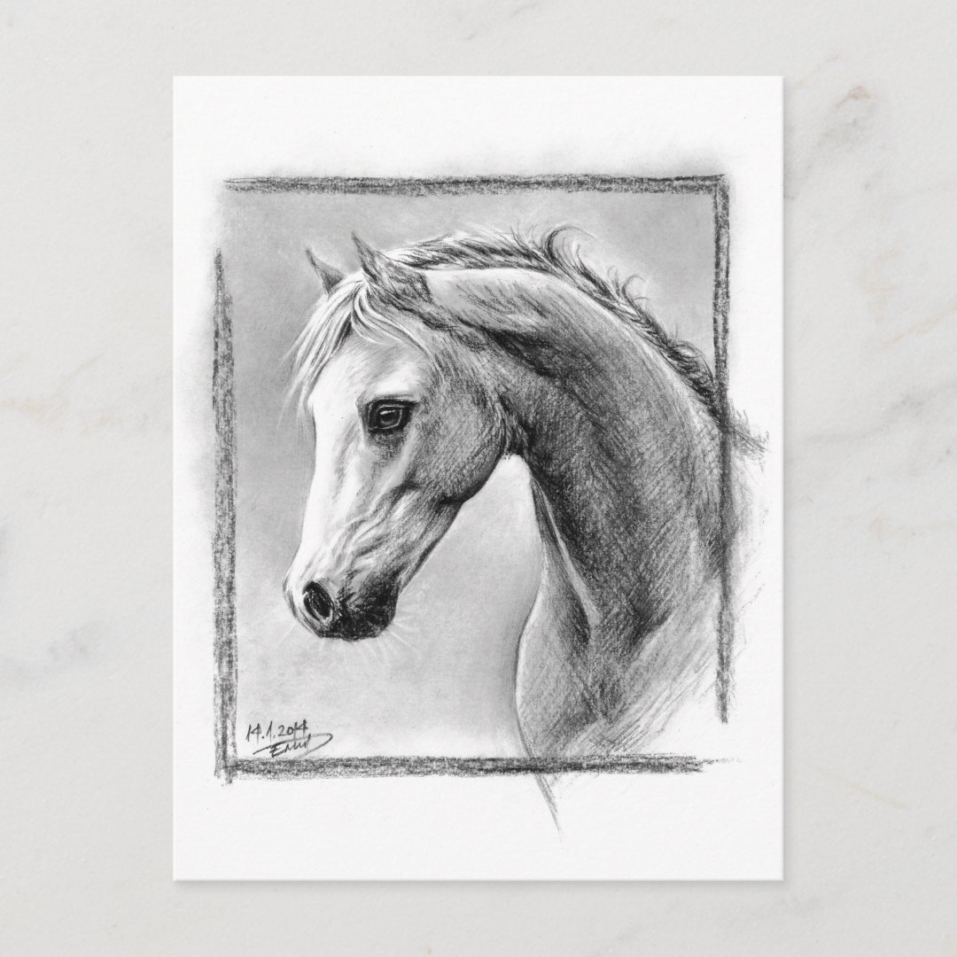 Horse head Charcoal drawing Equine art Postcard Zazzle