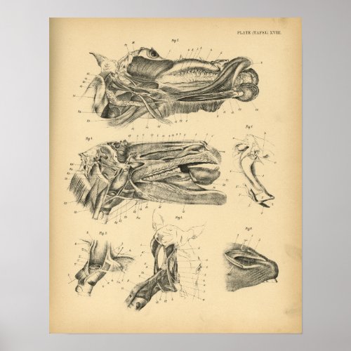 Horse Head Jaw Anatomy 1908 Vintage Print