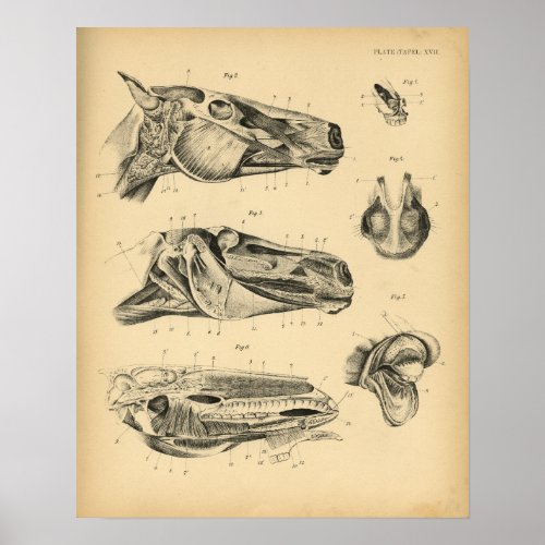 Horse Head Jaw Anatomy 1908 Vintage Print