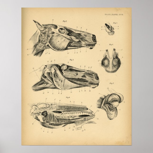 Horse Head Jaw Anatomy 1908 Vintage Print (Front)