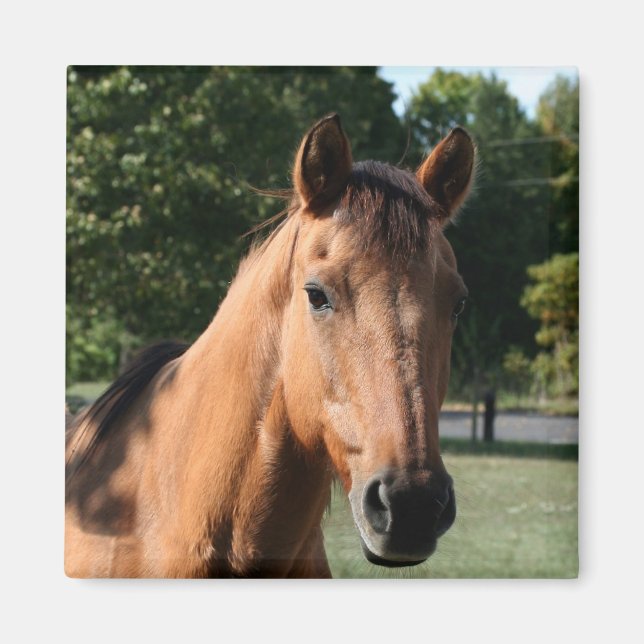 Horse head magnet (Front)