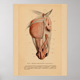 Horse Head Muscle Anatomy French Vintage Print