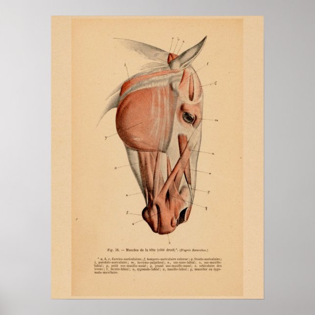 Horse Head Muscle Anatomy French Vintage Print (Front)