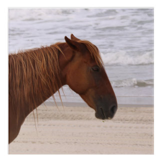 Horse head on the beach Outer Banks North Carolina Acrylic Print