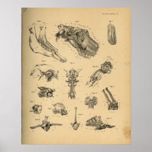 Horse Head  Spine Anatomy 1908 Vintage Print