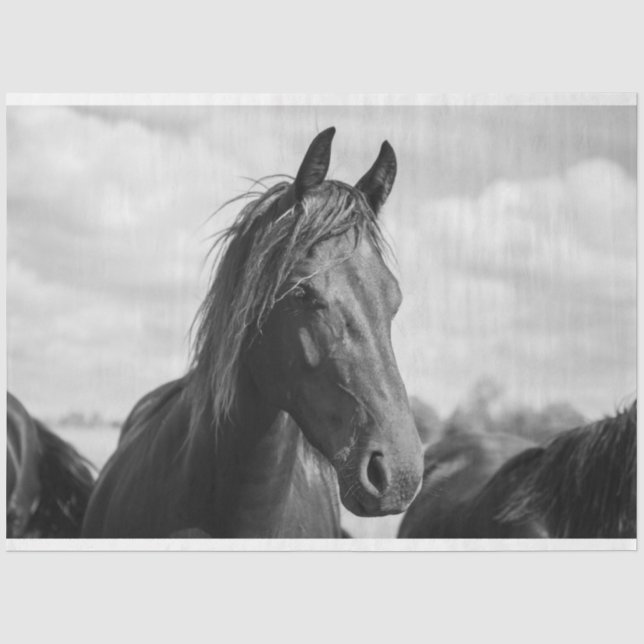 horse head tissue paper (Front)