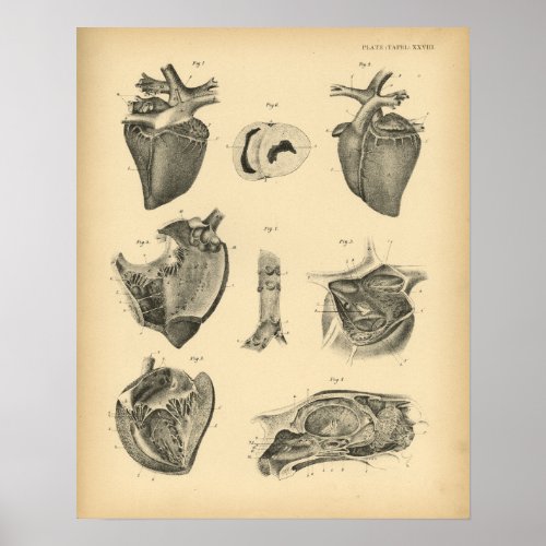 Horse Heart Anatomy 1908 Vintage Print