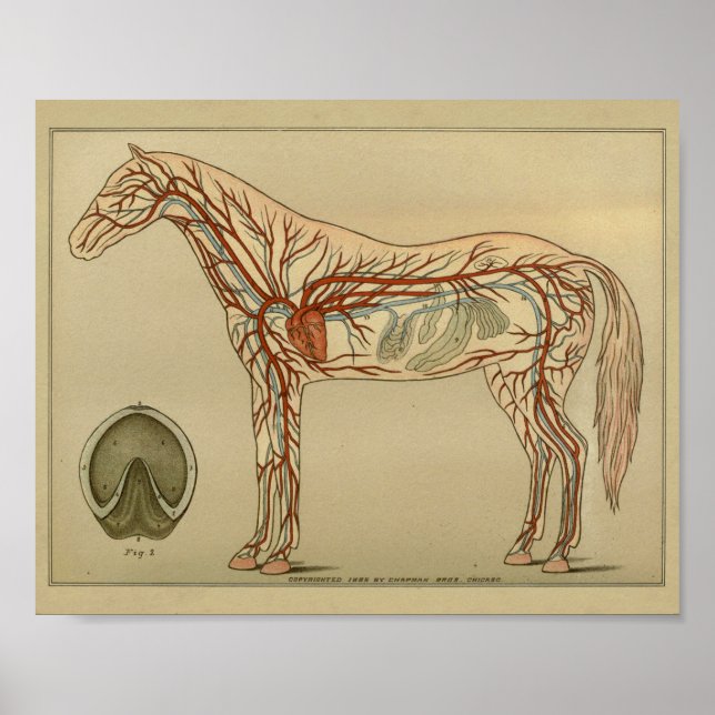 Horse Heart Artery Anatomy Print (Front)