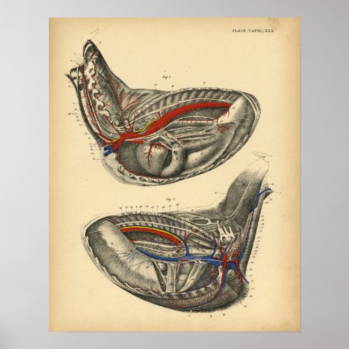 Horse Heart Chest Anatomy 1908 Vintage Print
