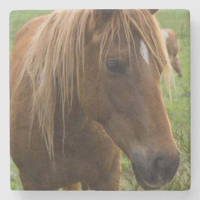 Horse Hello Stone Coaster (Front)