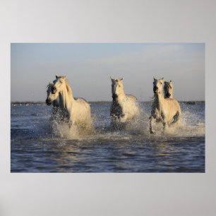 horse herd poster