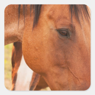 Horse Hiding Behind Horse Square Sticker