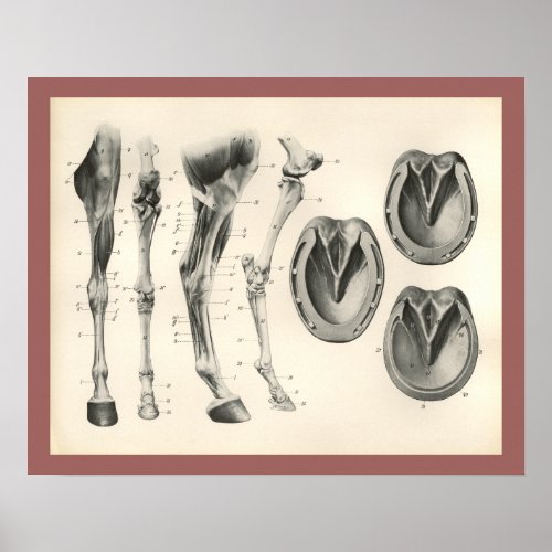 Horse Hoof Leg Bones Muscle Anatomy Print