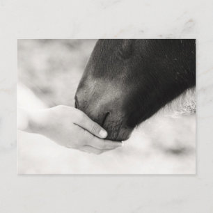 Horse Horse Postcard