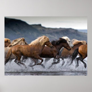 Horse Horse, Poster Paper (matte)