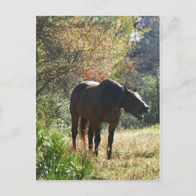 Horse in Autumn Postcard (Front)