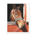 Horse in Barn Canvas Print