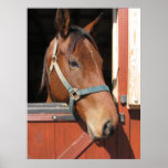 Horse in Barn Poster