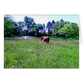 Horse in Beautiful Pasture (Front Horizontal)