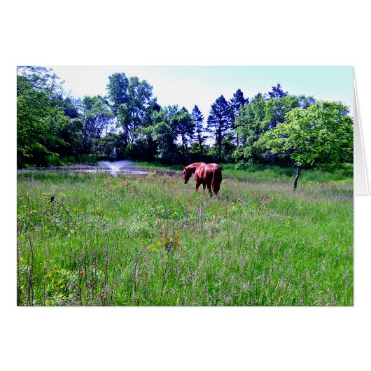 Horse in Beautiful Pasture Cards (Front Horizontal)