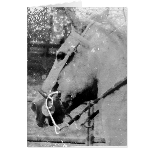 Horse in Black and White Cards (Front)