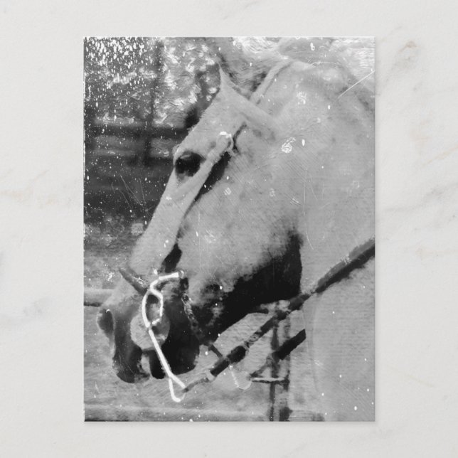 Horse in Black and White Postcard (Front)