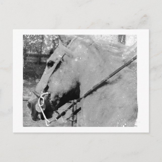 Horse in Black and White Postcard (Front)