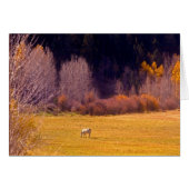 Horse In Fall I (Front Horizontal)