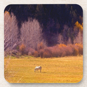 Horse In Fall I Coaster