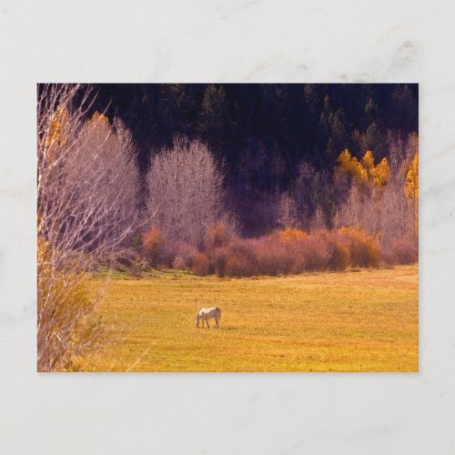 Horse In Fall I Postcard