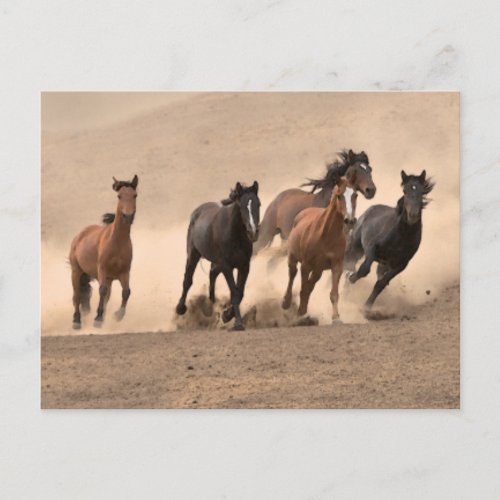 Horse In Fall II Postcard