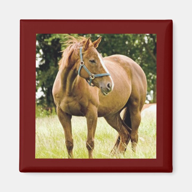 Horse (in Field)Magnet Magnet (Front)
