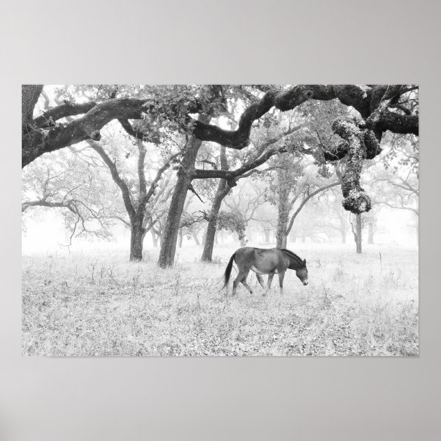 Horse In Foggy Field Of Oaks Poster (Front)
