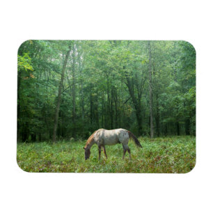 Horse in Meadow Magnet