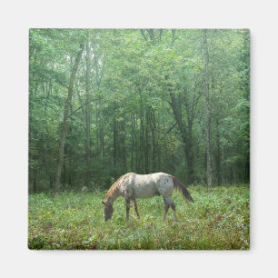 Horse in Meadow Magnet