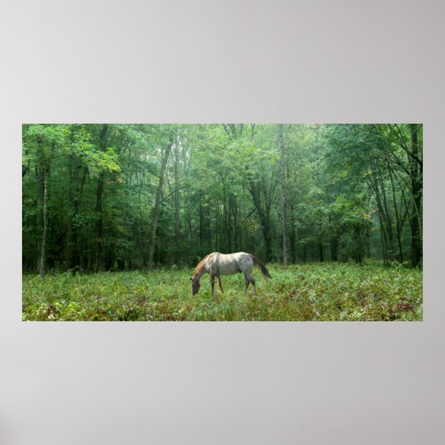 Horse in Meadow Poster (Front)