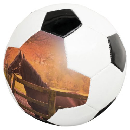 Horse in Pasture Soccer Ball