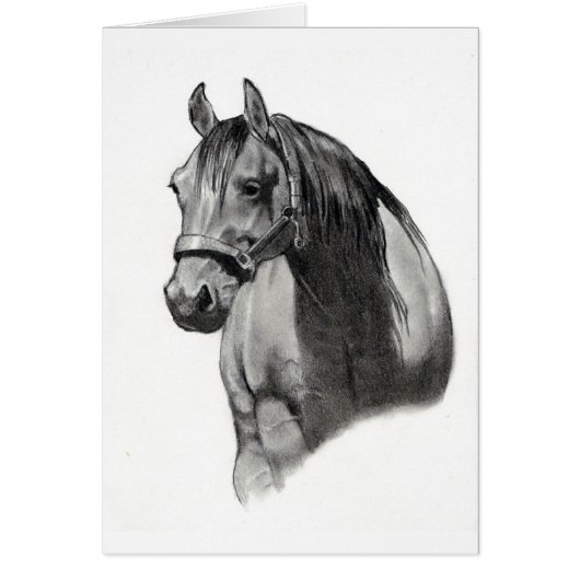 HORSE IN PENCIL CARDS (Front)