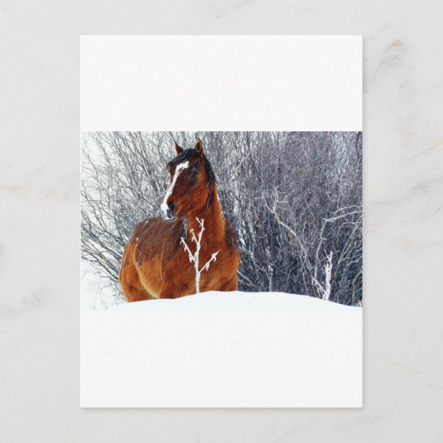 Horse in Snow Postcard (Front)