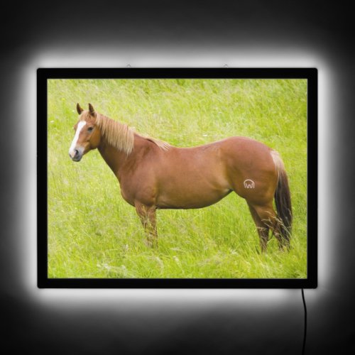 Horse in Spring Field LED Sign