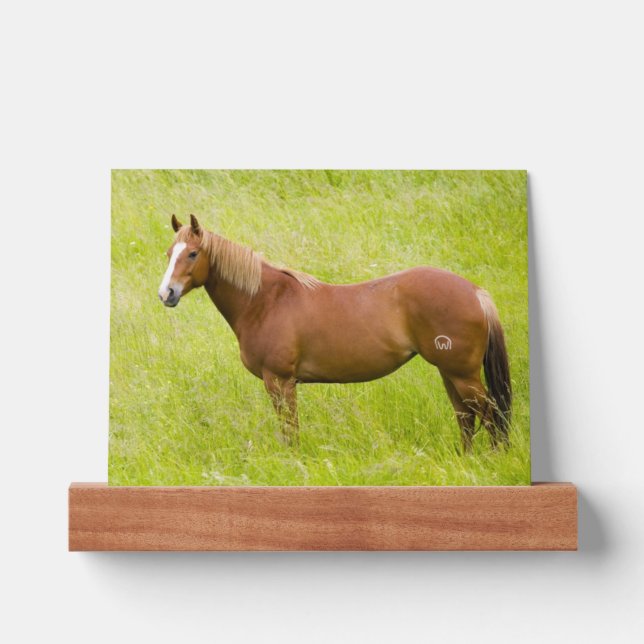 Horse in Spring Field Picture Ledge (Front)